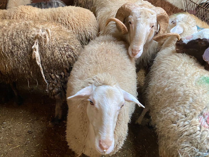 Kurbanlık Galeri Fotoğrafı