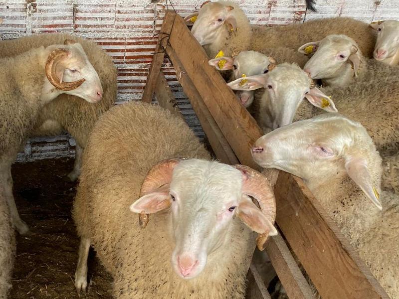 Kurbanlık Galeri Fotoğrafı