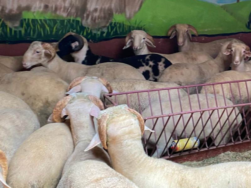 Kurbanlık Galeri Fotoğrafı