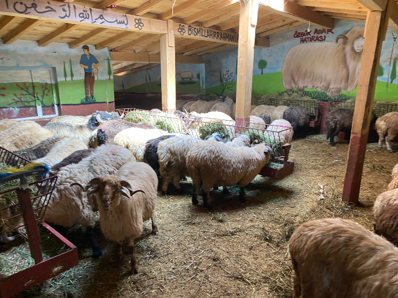 Kurbanlık Galeri Fotoğrafı