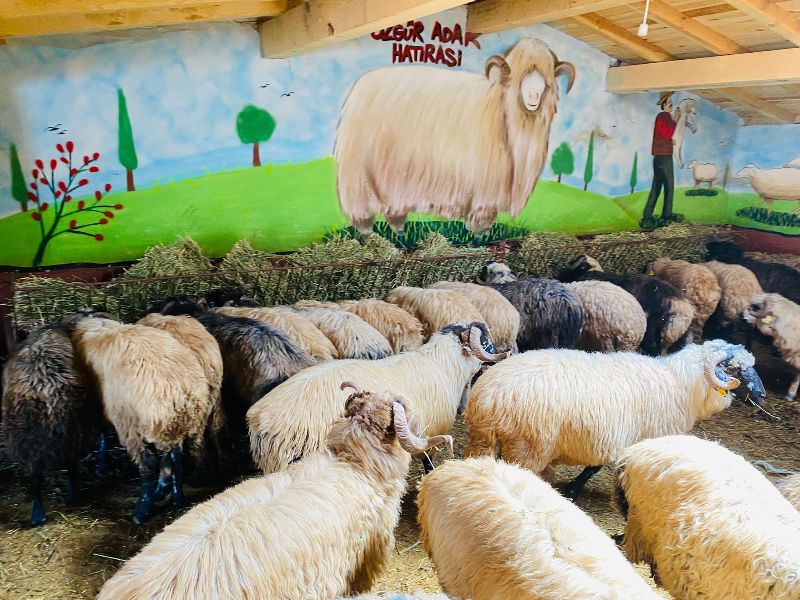 Kurbanlık Galeri Fotoğrafı