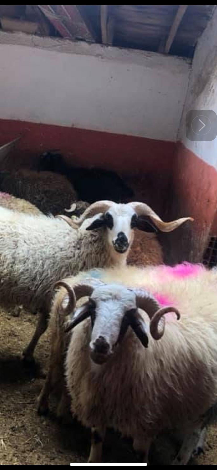 Kurbanlık Galeri Fotoğrafı