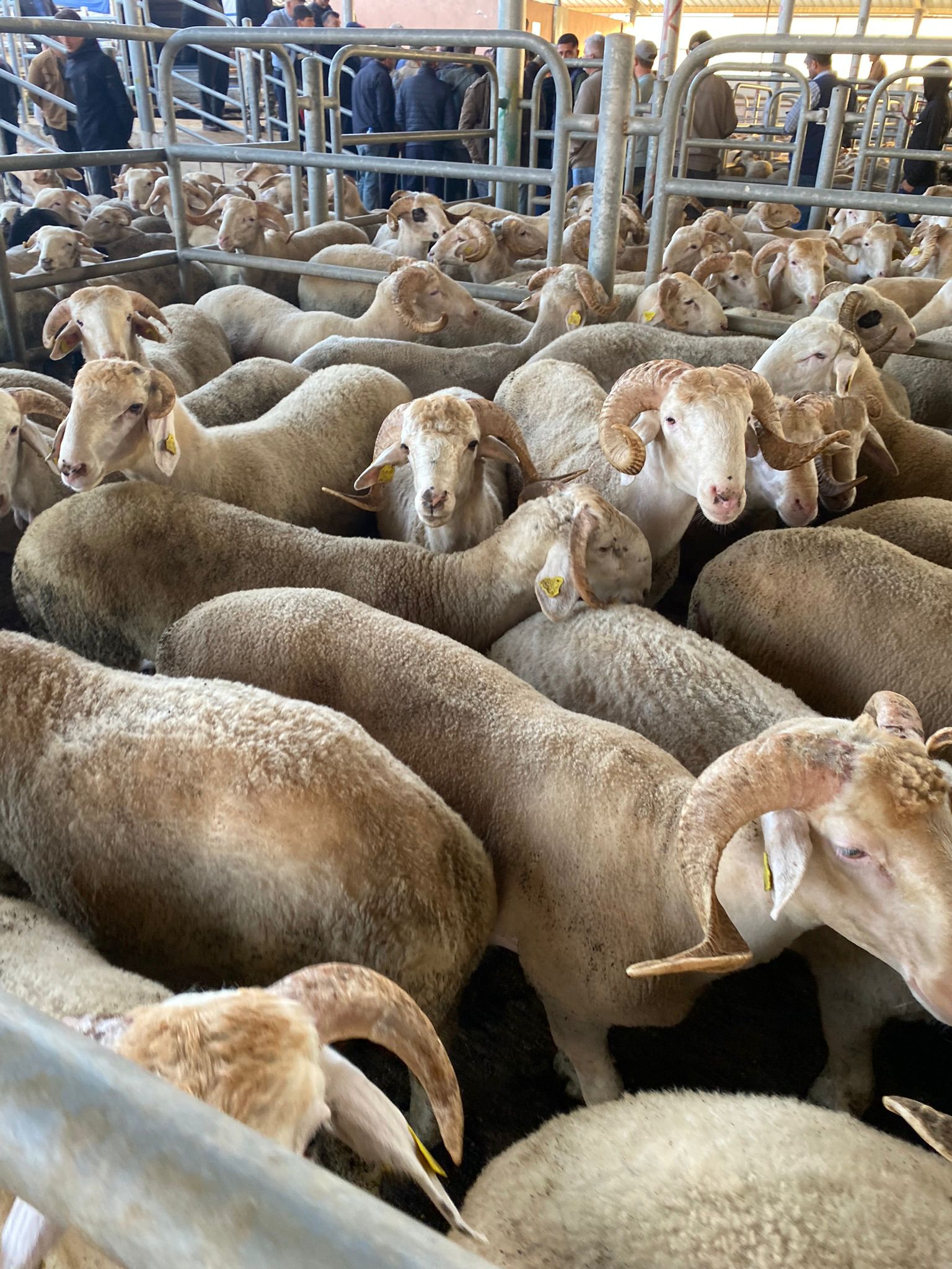 Veteriner kontrollü kurbanlık