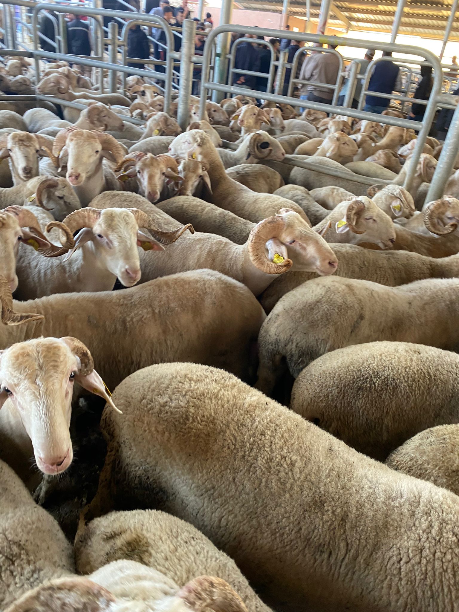 Sağlıklı koyunlarımız