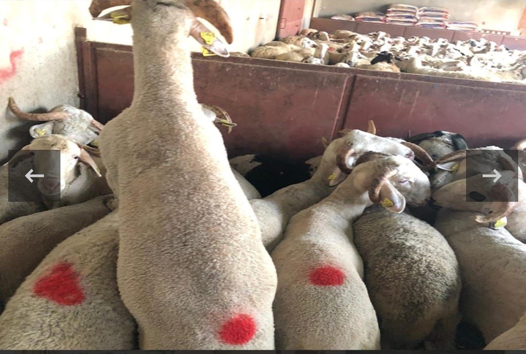 Kurbanlık Galeri Fotoğrafı