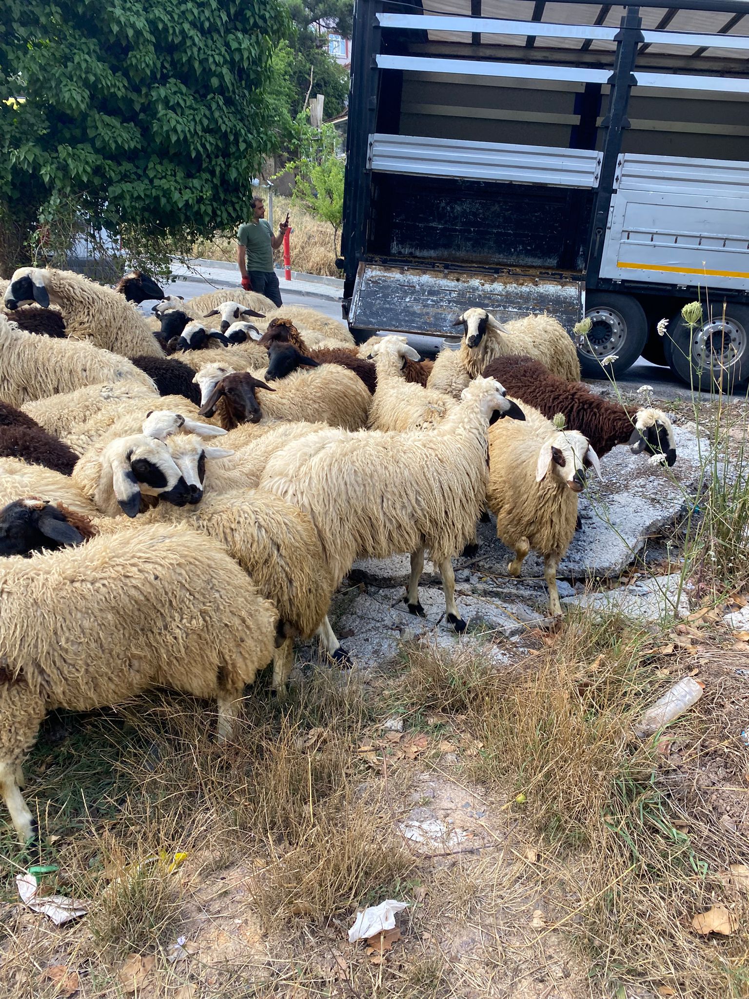 Kurbanlık Galeri Fotoğrafı